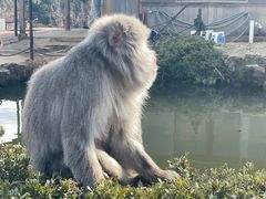 -岚山猴子公园