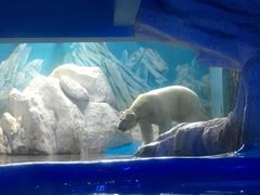 -蓬莱欧乐堡海洋极地世界
