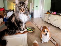 -爱宠屋pet shop·宠物洗澡·宠物美容