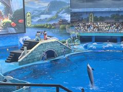 -海合安成都极地海洋公园