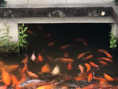 -西湖外事游船(花港观鱼码头)