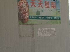 -青浦采草莓天天草莓园