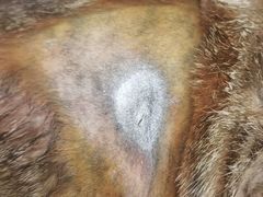 -宠颐生动物医院·猫科·心脏科(海口分院)