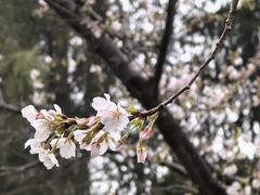 -武汉大学-樱园