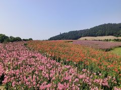 -径山花海