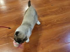 -猫小院猫主题咖啡厅(北锣店)