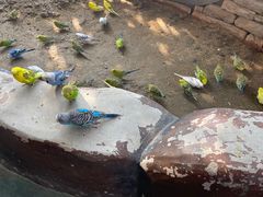 -合肥滨湖国家森林公园