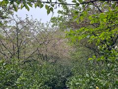 -南山植物园