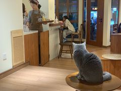 大堂-有猫主题·治愈系猫咖(曾厝垵店)