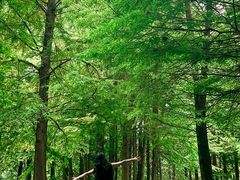 -溱湖国家湿地公园