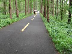 -黄海国家森林公园