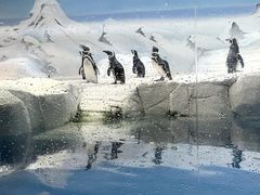 -上海海洋水族馆