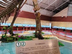 -诸城市恐龙博物馆