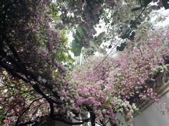 -深圳国际园林花卉博览园