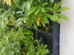-石排湾郊野公园