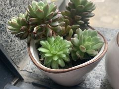 -联合口腔(西环诊所)