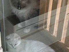 -狗不理喵子(百富路店)