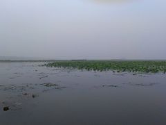 -微山湖红荷湿地景区