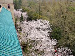 -武汉大学-樱园