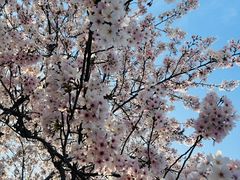 -高东镇樱花园