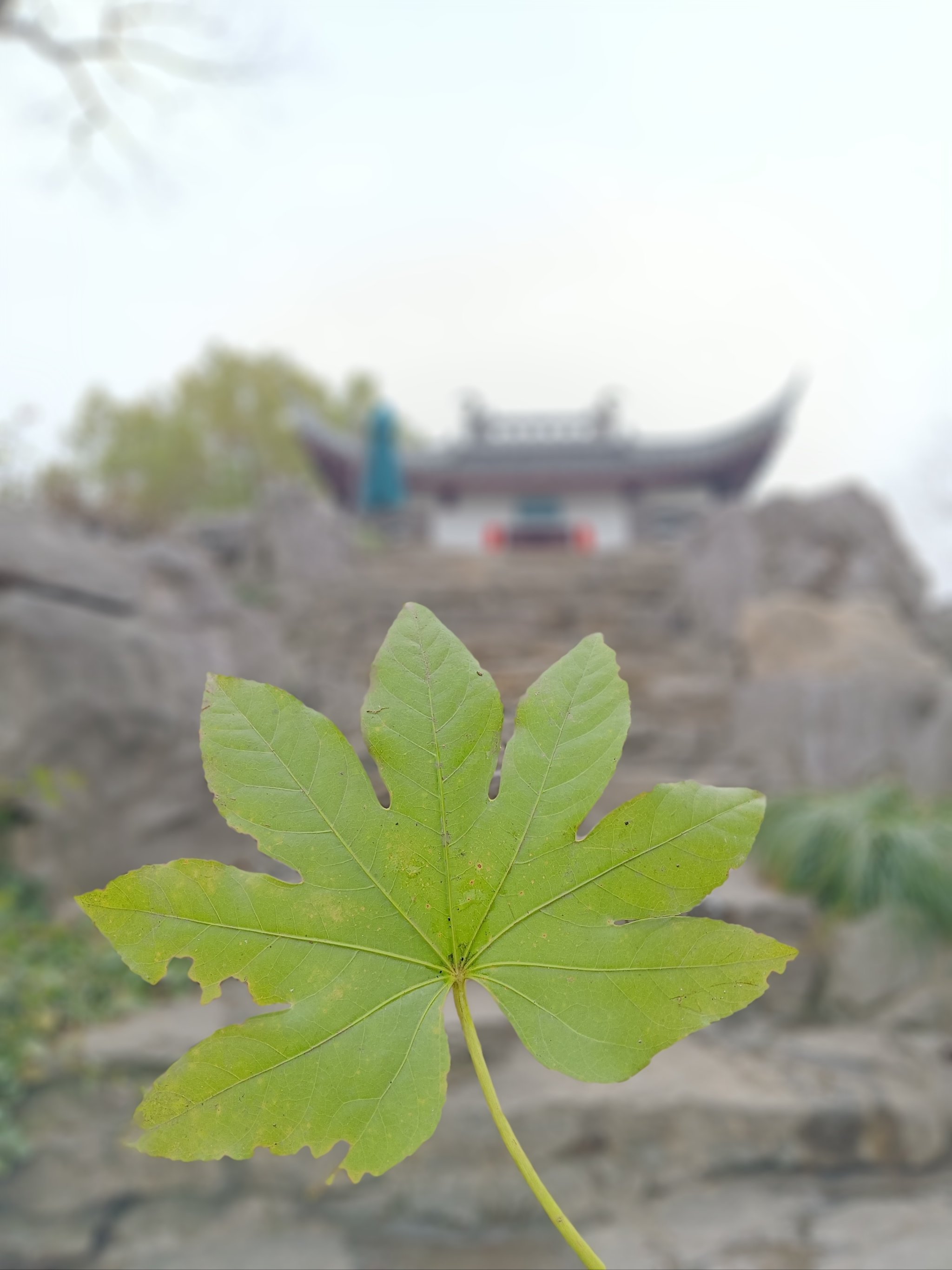 朱家角课植园马家后人图片