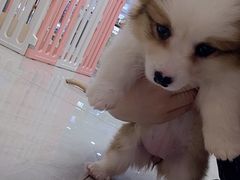 -柴犬小屋·柴餐厅·狗咖食堂(金鼎广场店)