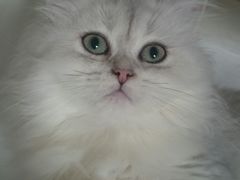 -东方名猫馆·英短金渐层布偶猫舍(环线广场1号楼店)