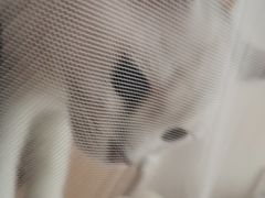 -翊宠yipet猫狗购宠庄园犬舍•猫舍