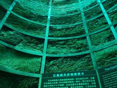 -中国西峡恐龙遗迹园