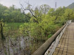 -西湖风景区-江洋畈生态公园