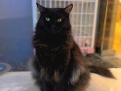 -藏猫猫咖啡主题馆(中央大道店)