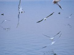 -西昌邛海湿地