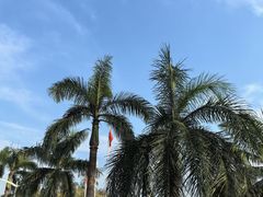 -华侨城湿地公园