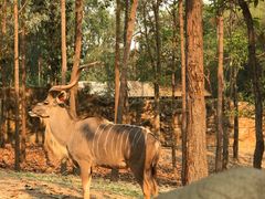 -清迈夜间动物园