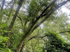 -南宁良凤江国家森林公园