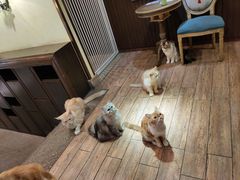 -more than meow吴止猫主题餐厅(承德 中船汇店)