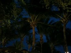 -椰树岛海滩度假村