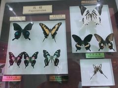 -上海昆虫博物馆
