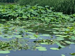 -大兴滨河森林公园