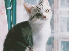 -袖虎·猫馆(体育西路店)