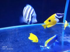 -山东柏宁水族批发广场