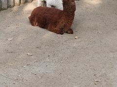 -成都动物园