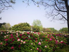 -洛阳市隋唐城遗址植物园
