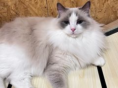 -和它·交个朋友·狗咖猫咖(爱琴海店)