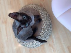 -momokira米努特·德文卷毛猫·棉花面纱犬