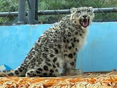 -青藏高原野生动物园