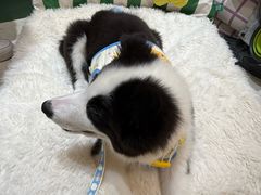 -帕帕拉兹宠物(亚洲旗舰店)