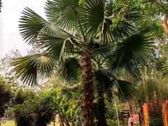 -中国科学院西双版纳热带植物园