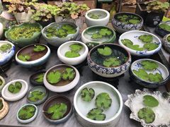 -秦美花卉(天朗·莱茵小城2期店)
