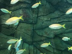 -悉尼海洋生物水族馆